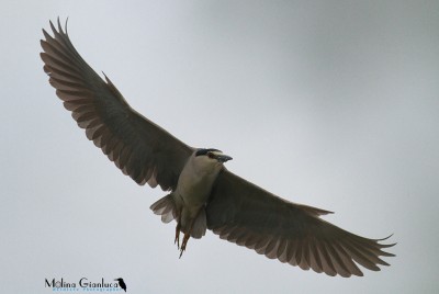 Nitticora in volo    